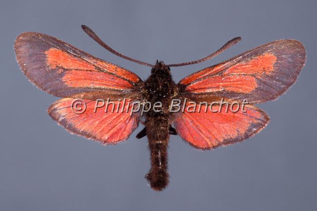 zygaena vesubiana.JPG - Zygaena brizae vesubianaZygène de la VésubieLepidoptera, ZygaenidaePapillon protégé en France